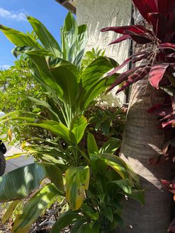 Fresh Hawaiian Ti  leaf stalks | DA GREEN ONE!
