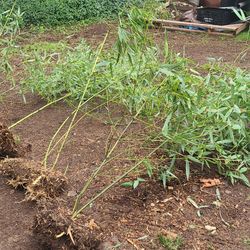 4 Bare Root Clumps Of Yellow Groove Bamboo Plants For $90