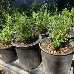 Chile Abanero 10 Each