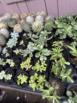 Variety Of Flowers Avalble