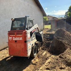 Bobcat 