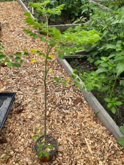 Big Moringa /Drumstick Trees