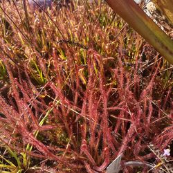 Carnivorous Plants 