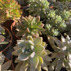 Succulents Plants 4”inch