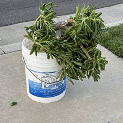 FREE SUCCULENT! 