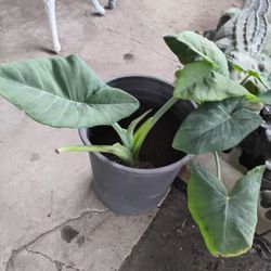 Elephant Ears  Plant