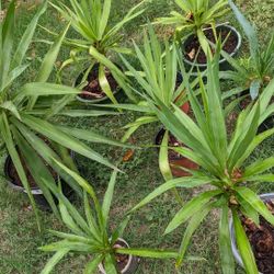 Yucca Plant 