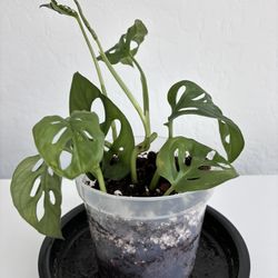 Monstera Adansonii (Swiss Cheese plant)