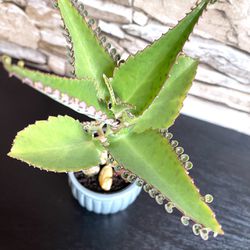 Mother of Thousands House Plant In Textured Ceramic Pot 3"H.