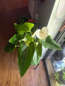 Anthurium