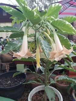 Angel trumpet "variegated apricot" rare