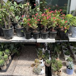 Plants And Succulents
