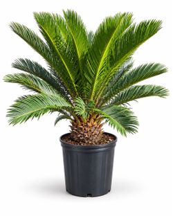 Sago Palm Tree – Live Tropical Plant