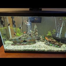 30 Gal Tank With Stand
