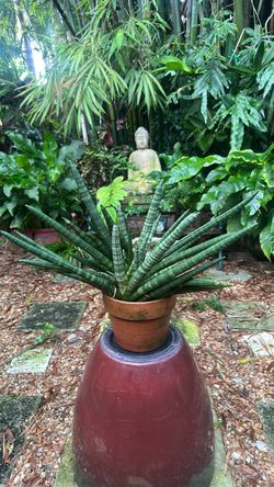 Sansevieria