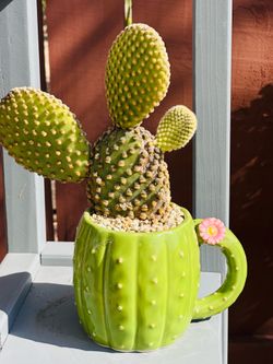Bunny cactus with Ceremic green pot