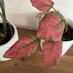 Pink Plant 