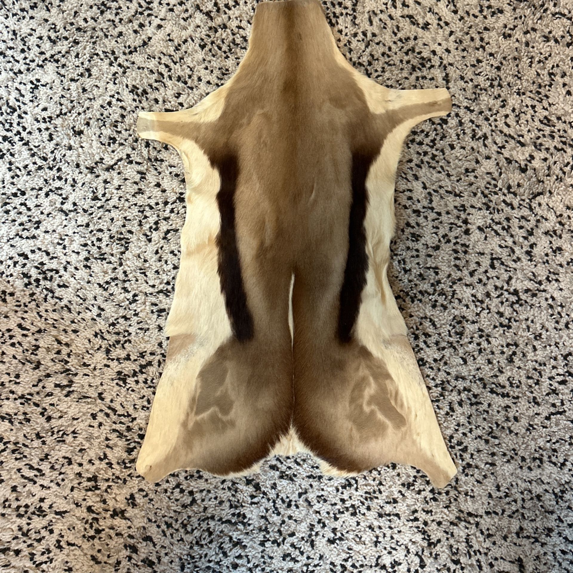 Authentic African Gazelle Hide