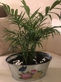 Beautiful palm indoor plant.easy to care.