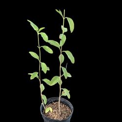 🌿 Fragrant Lemon Herb – Fast Growing, Tea-Friendly Plant!