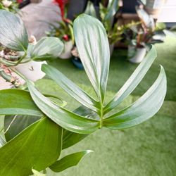 Plants (4”pot🌿Rhaphidophora Decursiva “Dragon tail” $15)