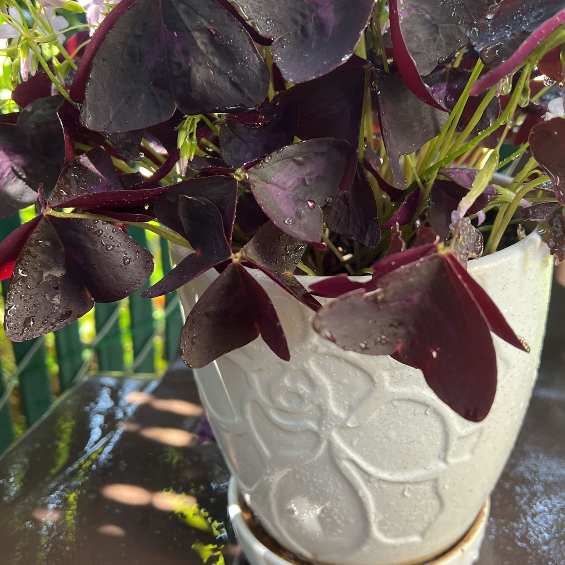 Oxalis