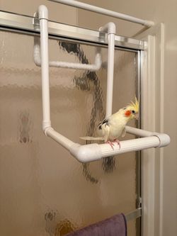 Bird Shower Perch