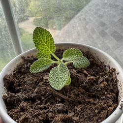 Broad Leaf Sage