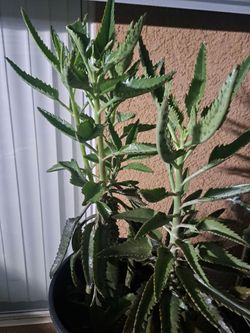 Kalanchoe Succulent