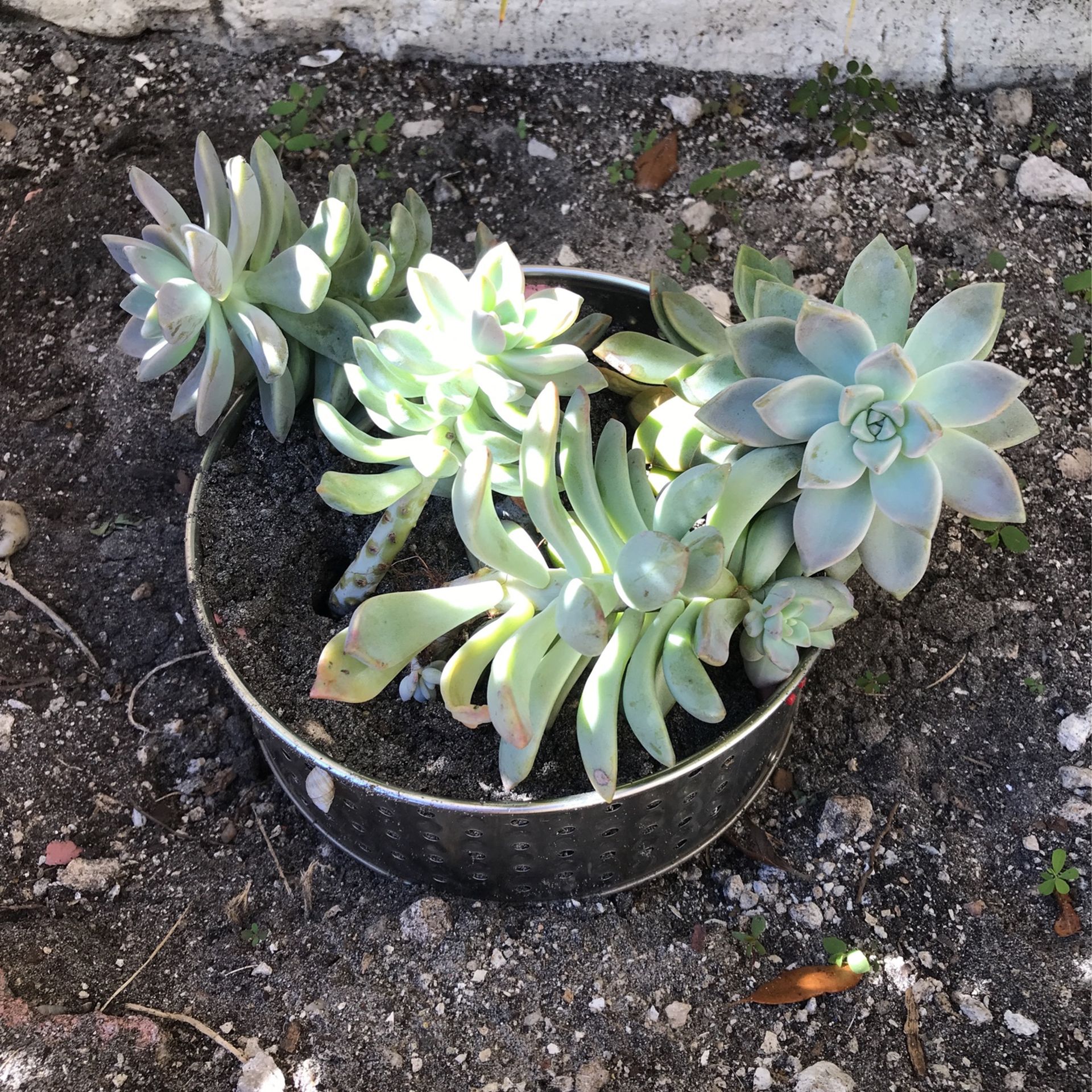 Succulent Plants