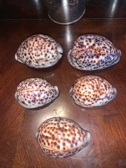 Humpback shells exotic 5 beautiful!!