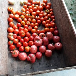 Organic Tomatoes. Buy Them All $25