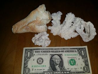 Coral