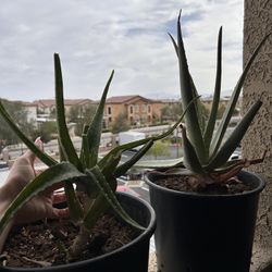 Two Big Aloe / Cacti / Succulents
