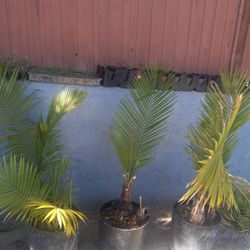 Palms Trees For Decoration πππππΏπΏπΏ