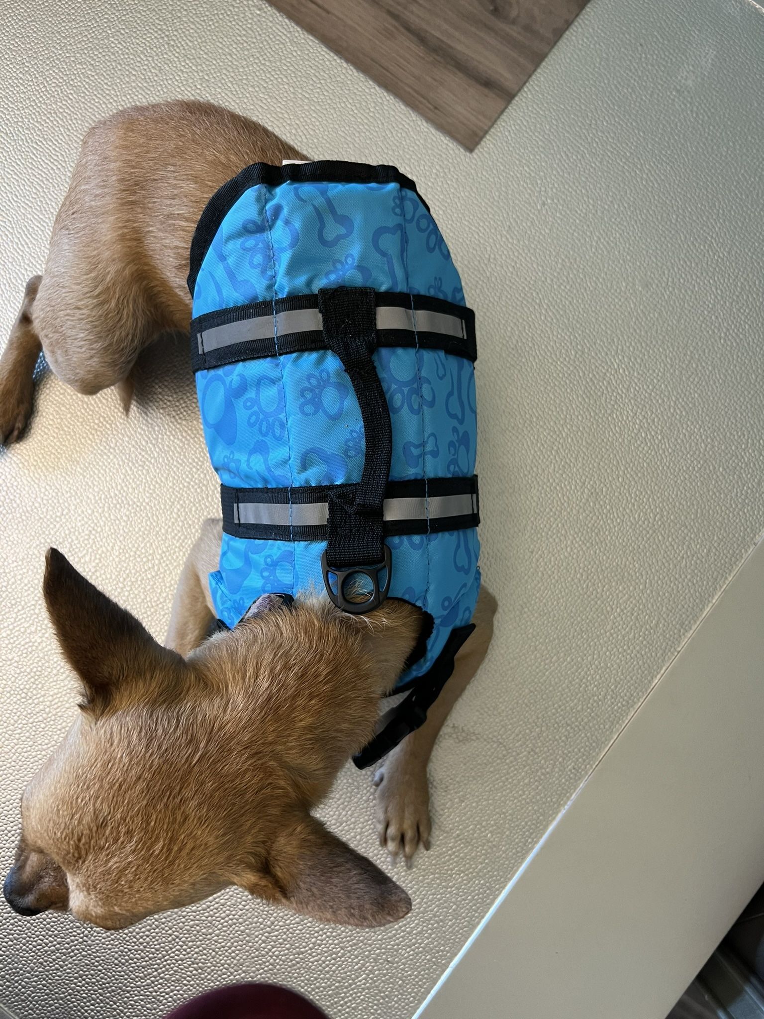 Dog Rain Coat