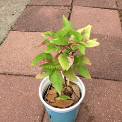 Polly The Party Plant 