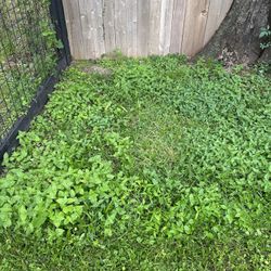 Grass Cut Any Location 