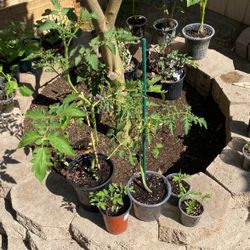 Tomato Plant 