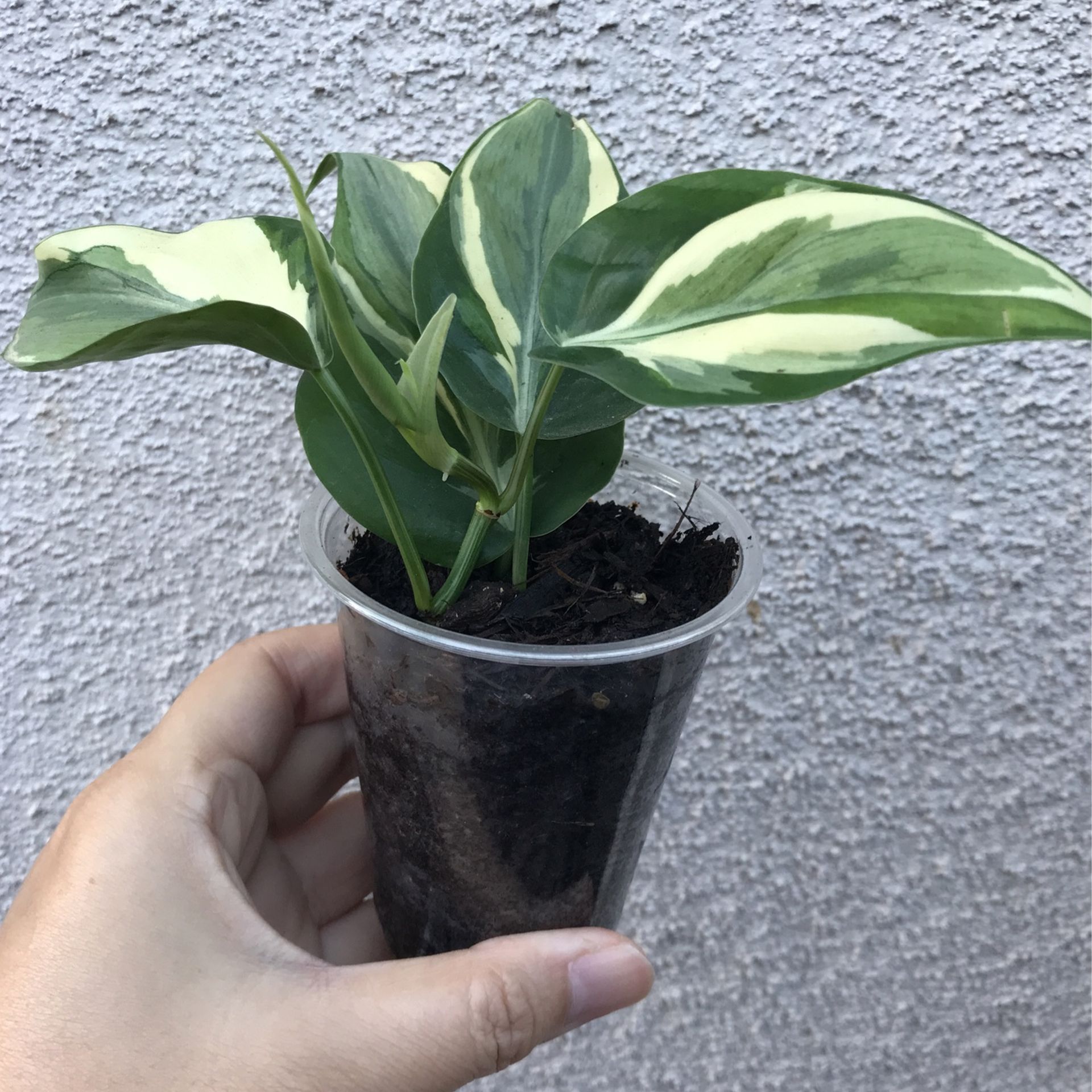 Beautiful Philodendron Rio Sport Plant