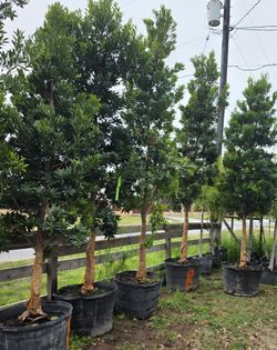 Japanese Blueberry Tree 45gallons 