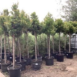 Japanese Blueberry Trees 15gallon @956@292@@8442