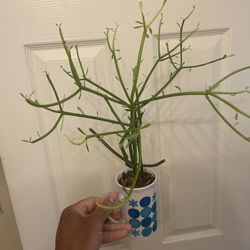 $5 | 🔥 CLEARANCE SALE | Euphorbia tirucalli 'Firesticks' | Pencil Cactus | Resembles Sea Coral
