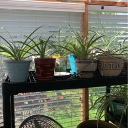 Spider Plants With Pots For Sale