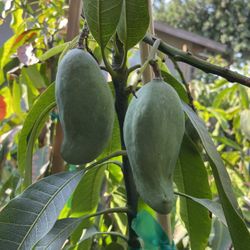 Mango Criollo 