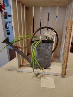 Plant