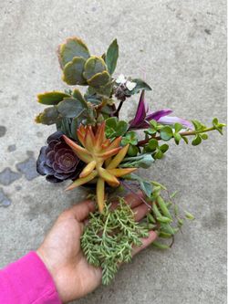 11 beautiful cuttings