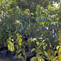 ice cream bean tree