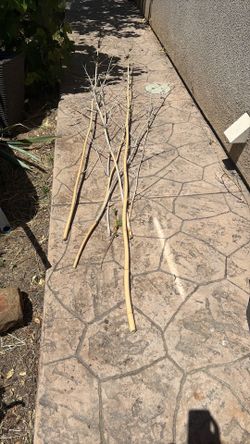 Bamboo