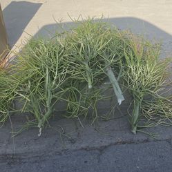 Free Firestick Cuttings, Free Succulents Cuttings 